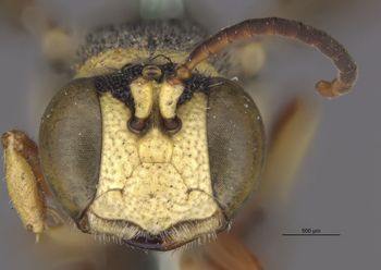 Media type: image;   Entomology 23543 Aspect: head frontal view